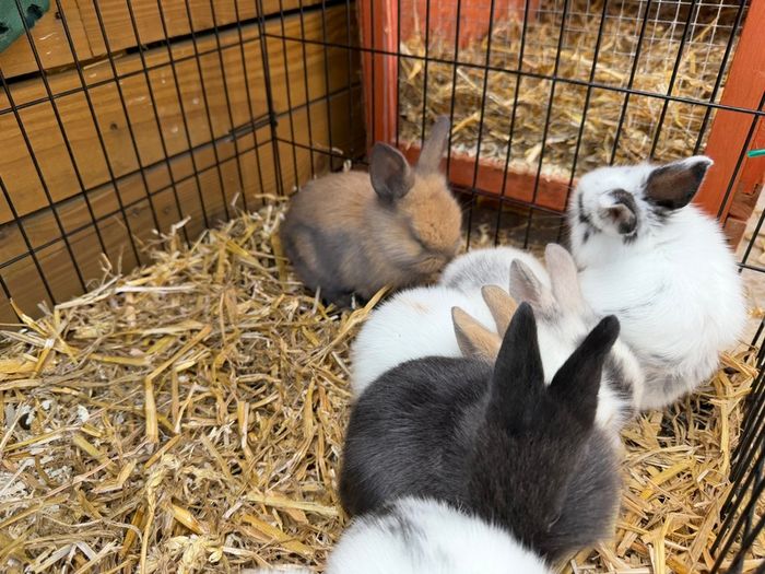 Pet bunnies/rabbit