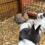 Pet bunnies/rabbit Image 4