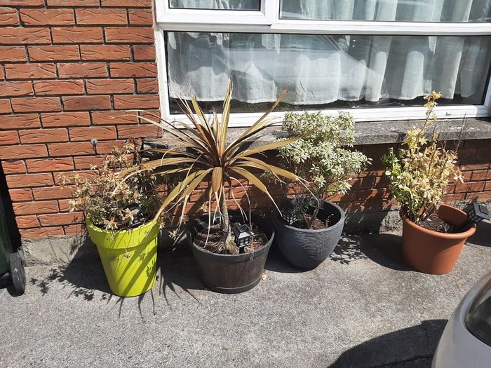 Plants
