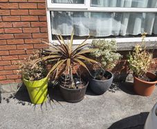 Plants