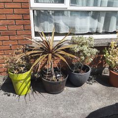 Plants