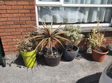 Plants