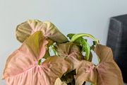 Syngonium Neon Robusta Plant