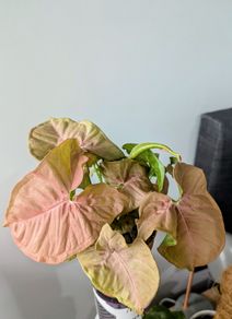 Syngonium Neon Robusta Plant