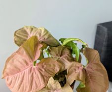 Syngonium Neon Robusta Plant