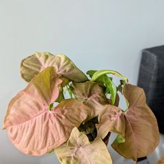 Syngonium Neon Robusta Plant