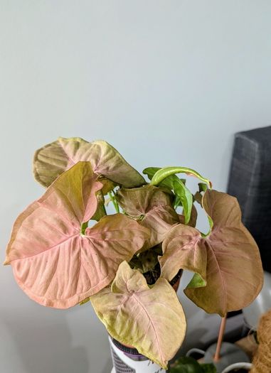Syngonium Neon Robusta Plant