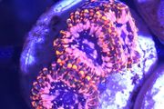 Utter Chaos Zoa Frag