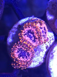 Utter Chaos Zoa Frag
