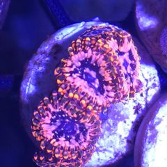 Utter Chaos Zoa Frag