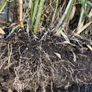 Mature Bamboo Clumps Image 4