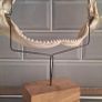 Shark Jaw on Stand Image 5