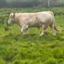 Charolais bull Image 7