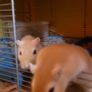 Gerbils Image 2