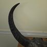 African Water Buffalo Horns Image 2