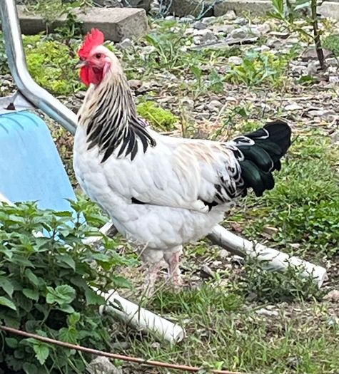 Light Sussex Hybrid Cockerel