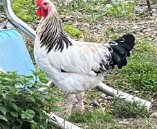 Light Sussex Hybrid Cockerel