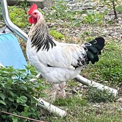 Light Sussex Hybrid Cockerel