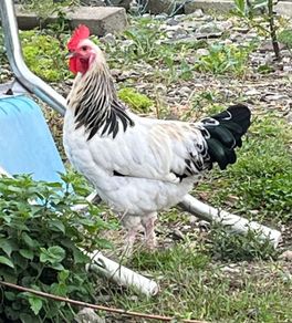 Light Sussex Hybrid Cockerel