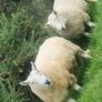 3 Age Rams (2x Cheviot + 1 Mountain Blackface Image 4