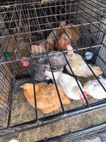 few buff hens and bresse