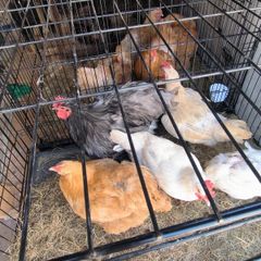 few buff hens and bresse