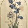 Vintage Hyacinth Botanical Print Framed Nederlandsch Bloemwerk Cottagecore Framed Art 12.5x15 inches Image 2