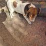 dog Image 3