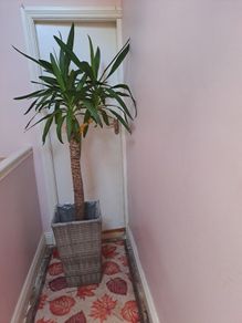 indoor plant