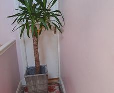 indoor plant