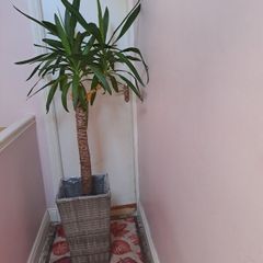 indoor plant