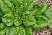 (S) Spinach Matador seeds (5g) (123834)