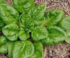 (S) Spinach Matador seeds (5g) (123834)