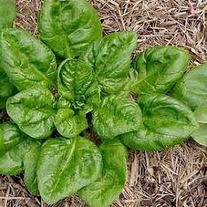 (S) Spinach Matador seeds (5g) (123834)
