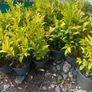 Sarcococca plants Image 2