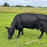 Dexter Cattle Image 2