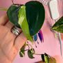 Rare houseplant Philodendron Cream Splash Image 6