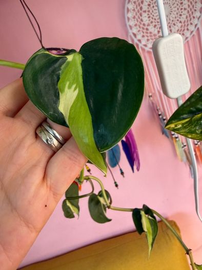 Rare houseplant Philodendron Cream Splash