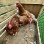 poultry hens Image 4