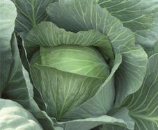 (C) Cabbage Lennox F1 seeds (30s) (122493)