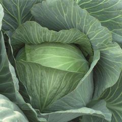 (C) Cabbage Lennox F1 seeds (30s) (122493)