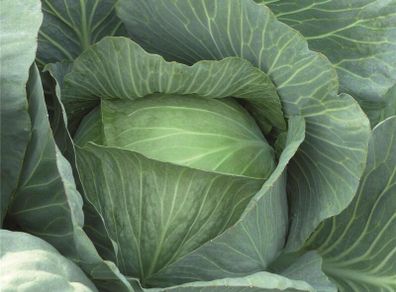 (C) Cabbage Lennox F1 seeds (30s) (122493)