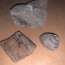Fossil collection: Ammonite, Clam & Petrified wood Image 4