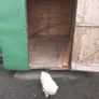 shed Image 3