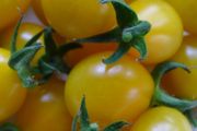 Tomato 'Yellow Submarine' Irish Seeds