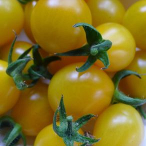 Tomato 'Yellow Submarine' Irish Seeds
