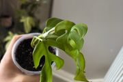 plant mini monstera