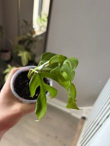 plant mini monstera