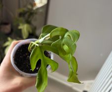 plant mini monstera