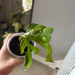 plant mini monstera
